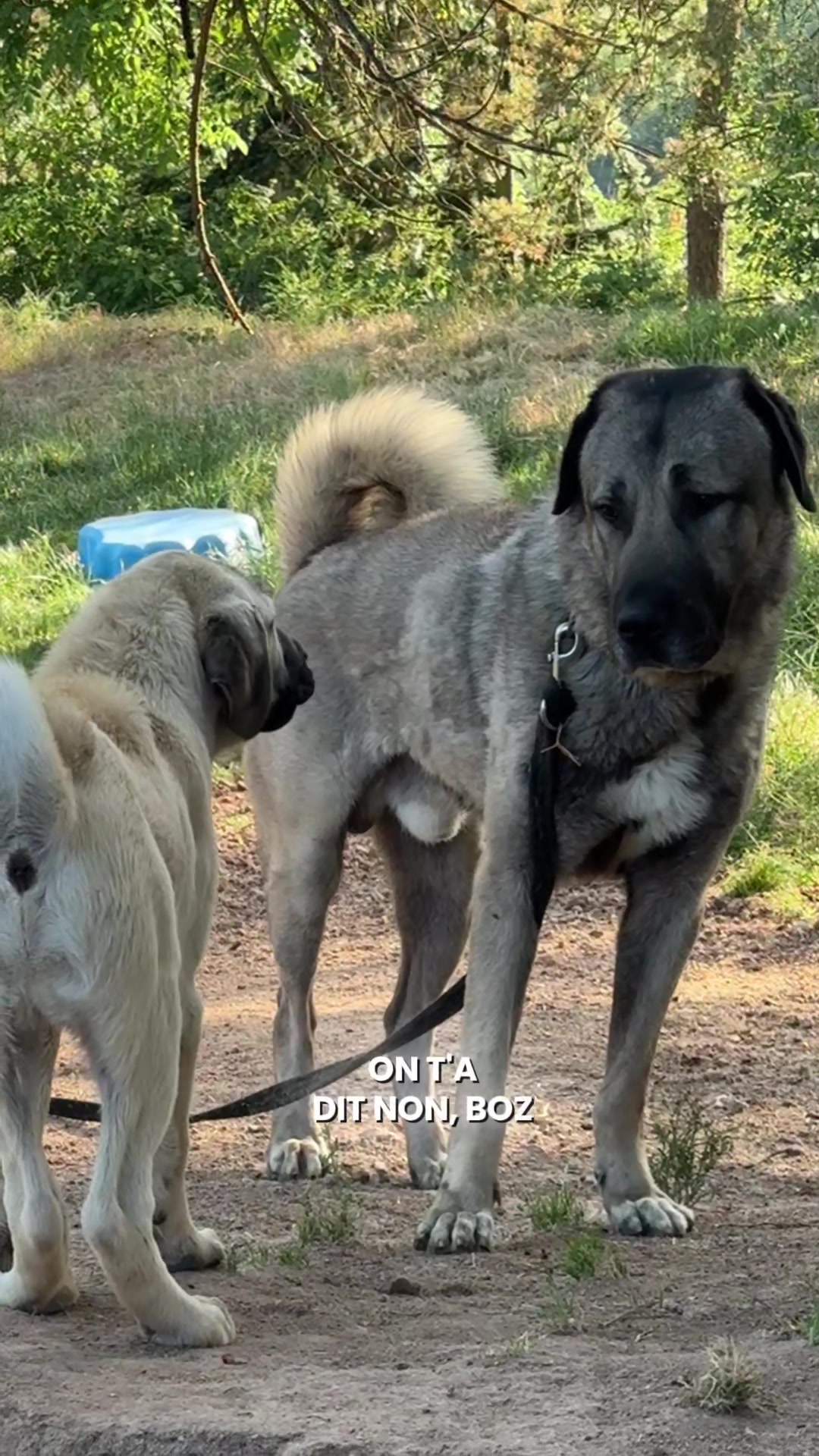 @Purekangal