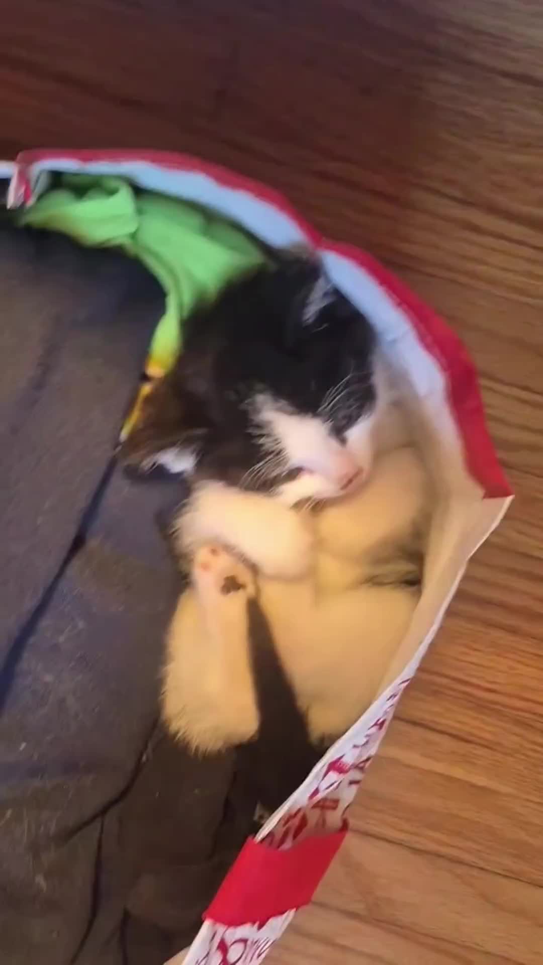 @Pets Mania