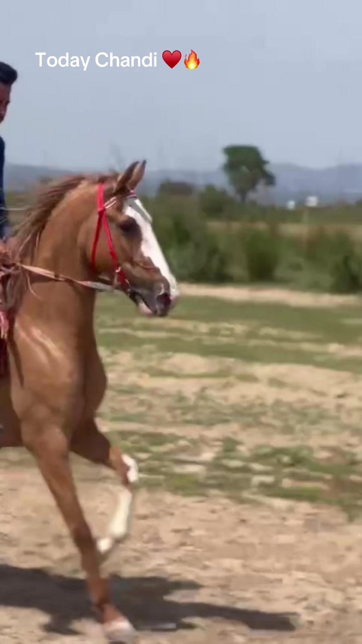 @Ch Hammad bokan &hearts;️🐎