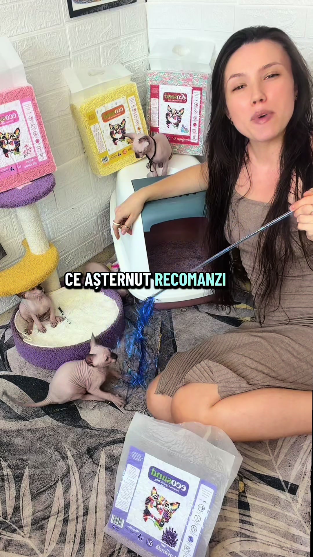@Diana Ciortan Sphynx Romania