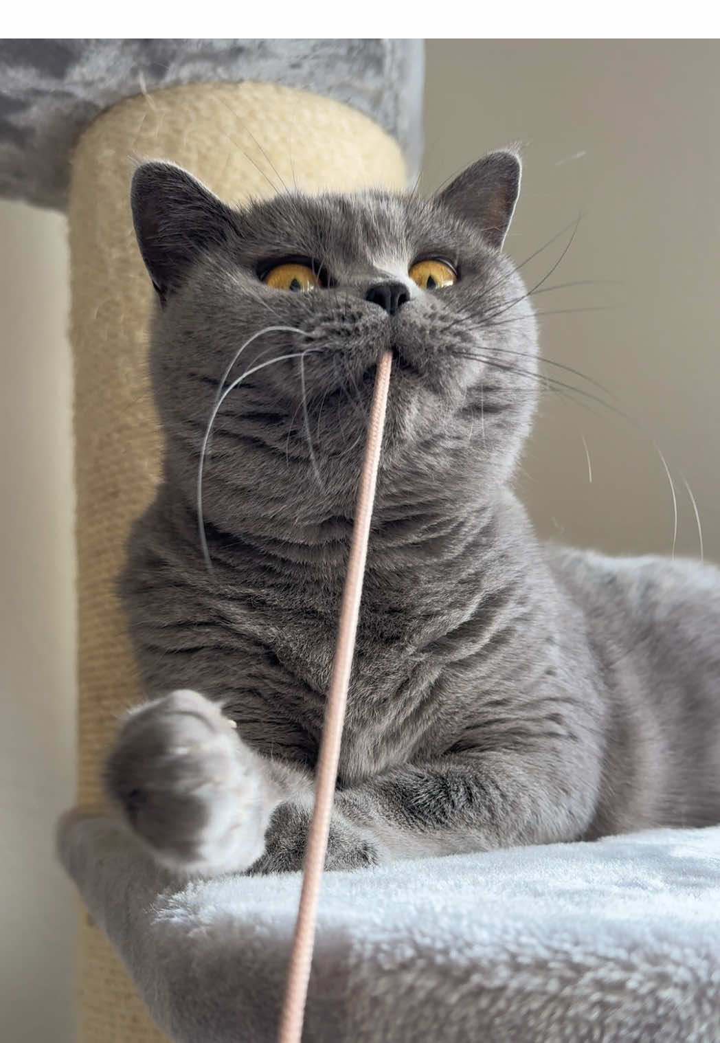 @Purrpawspals ✨