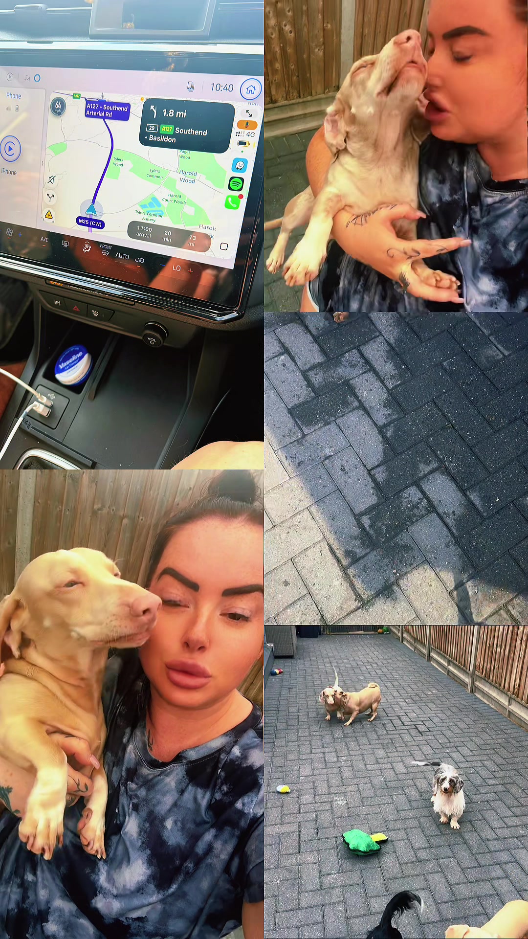 @DynastyKennels