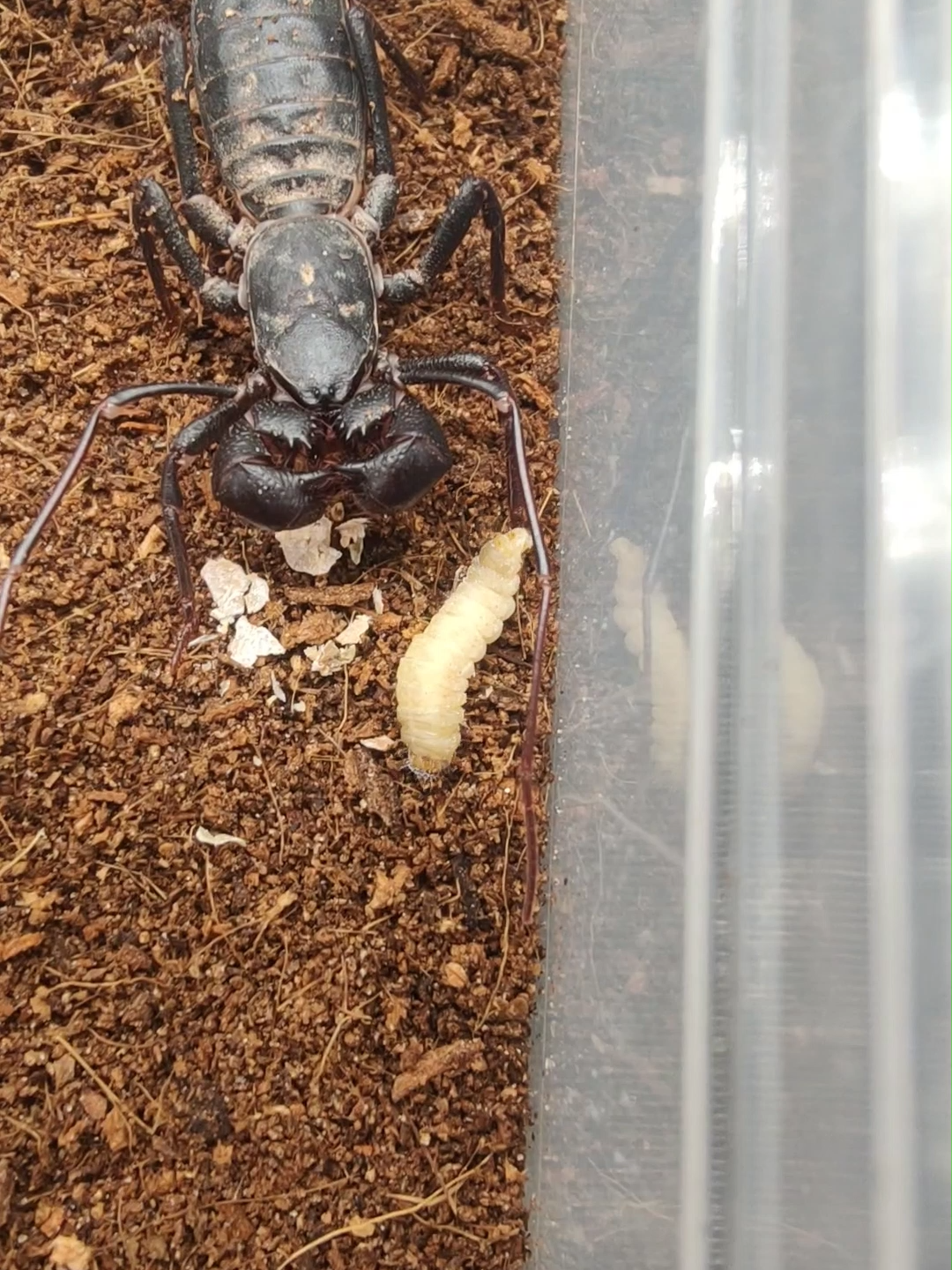 @The Spider Shop