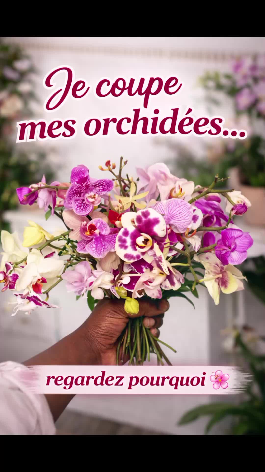 @🌿🌺🌿Orchid Mama 🌿🌺🌿