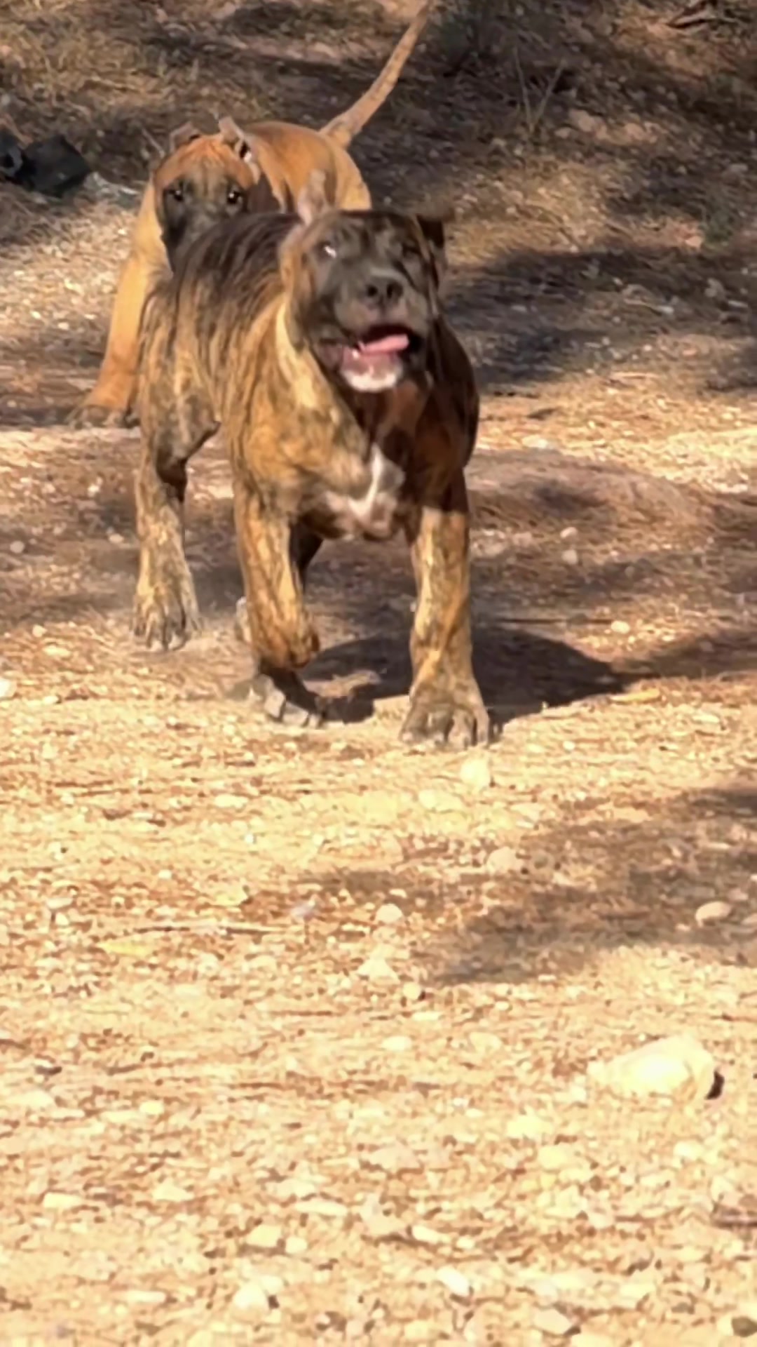 @Alberto Presa Canario Sanz