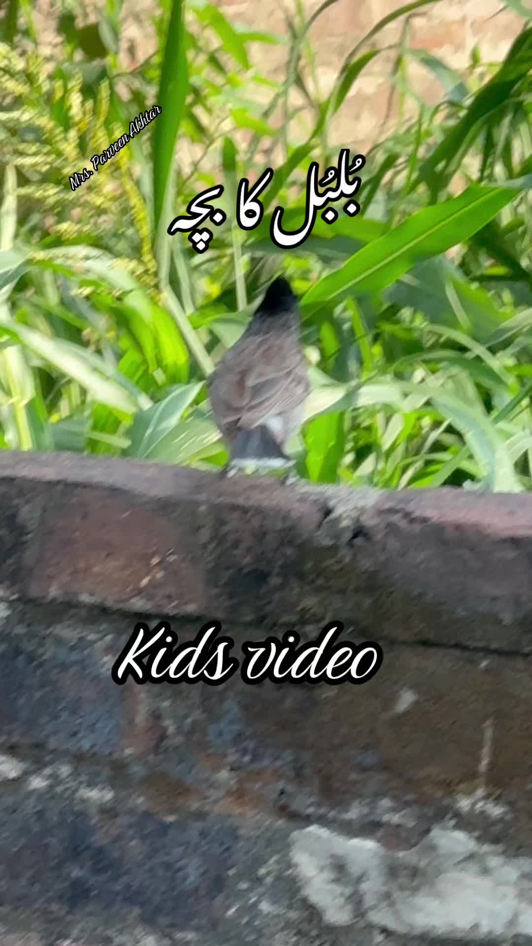 @Parveen Akhtar