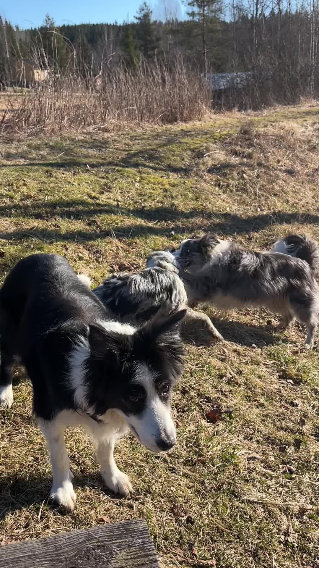 @bordercollieMuse