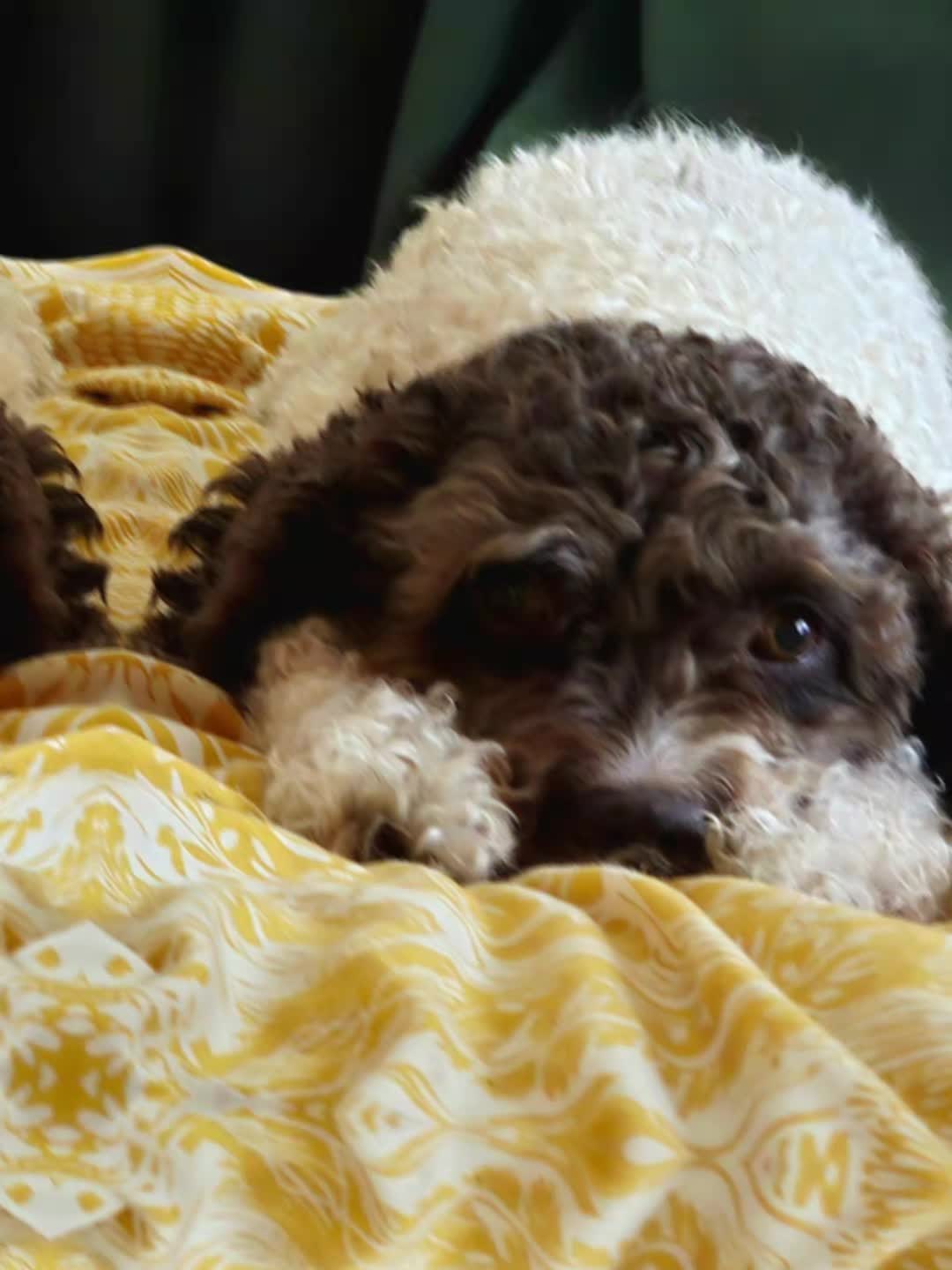 @🐾✨️mhdogs✨️🐾🇸🇪
