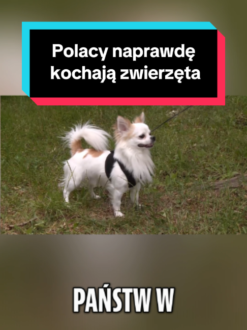 @PPTV