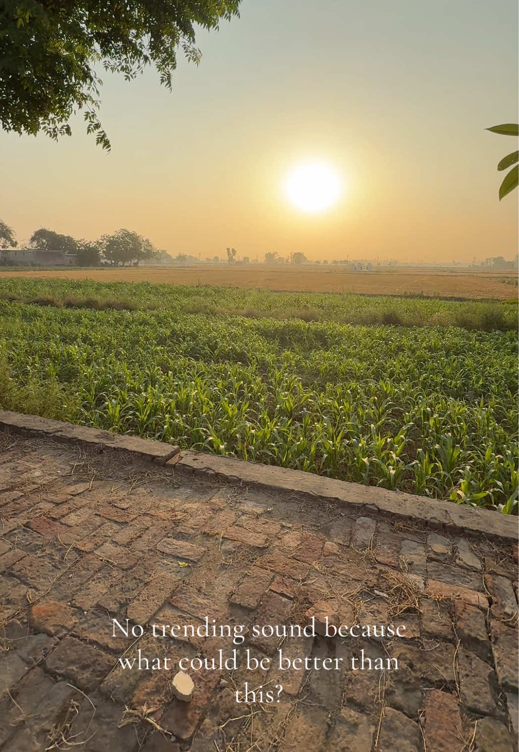 @amansingh