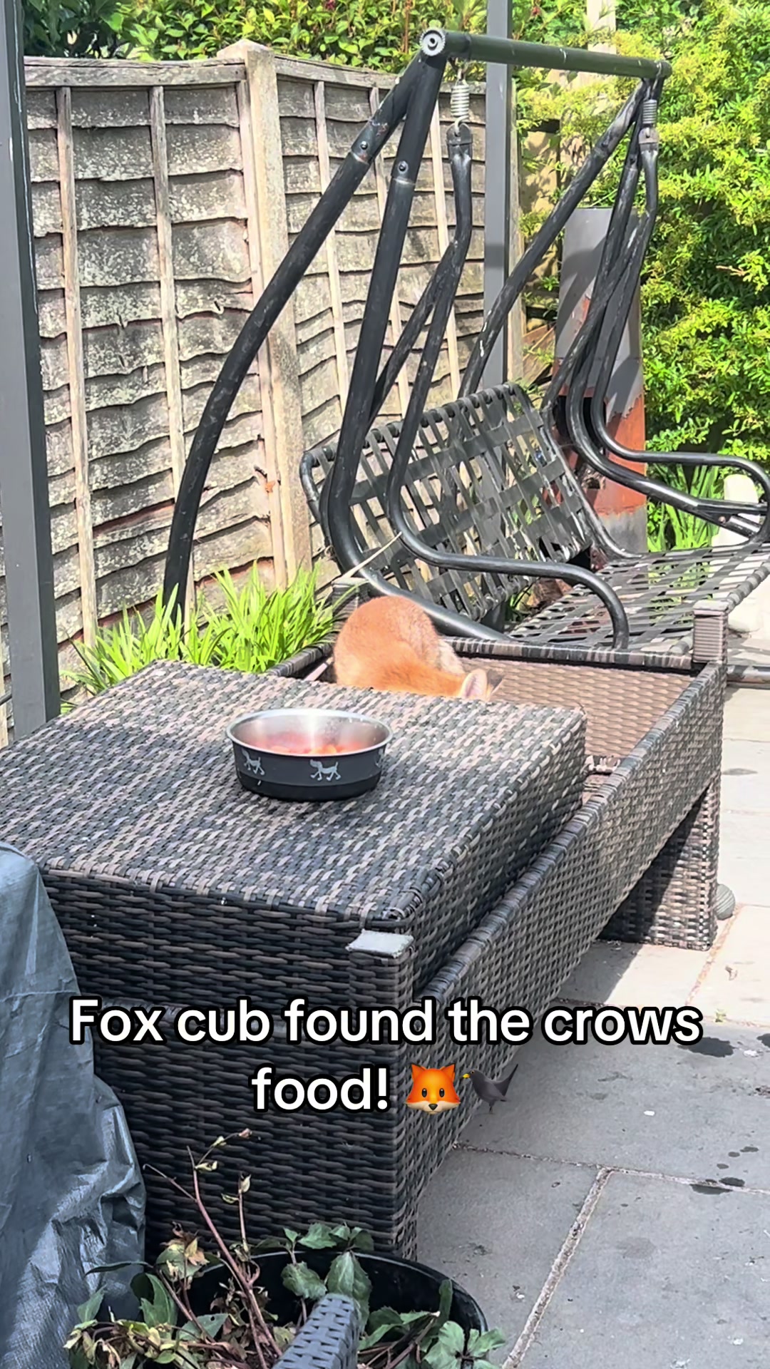 @gp_foxes