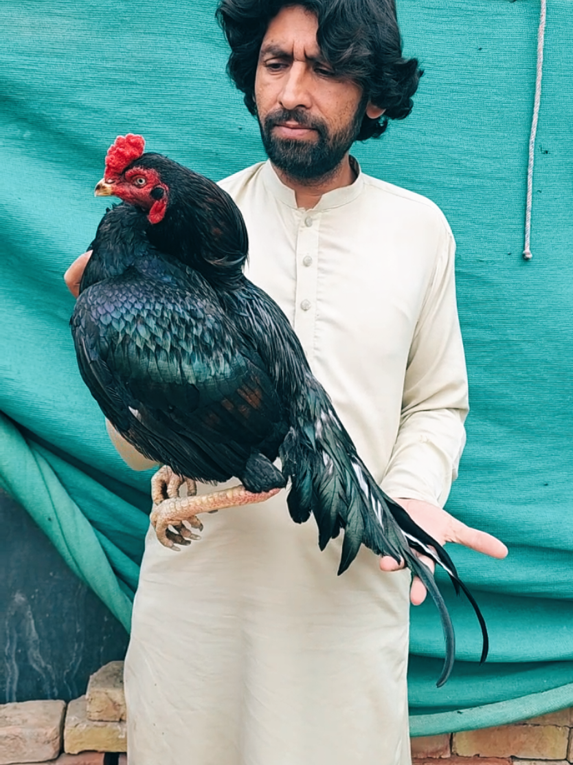 @Sajjad Aseel Farm