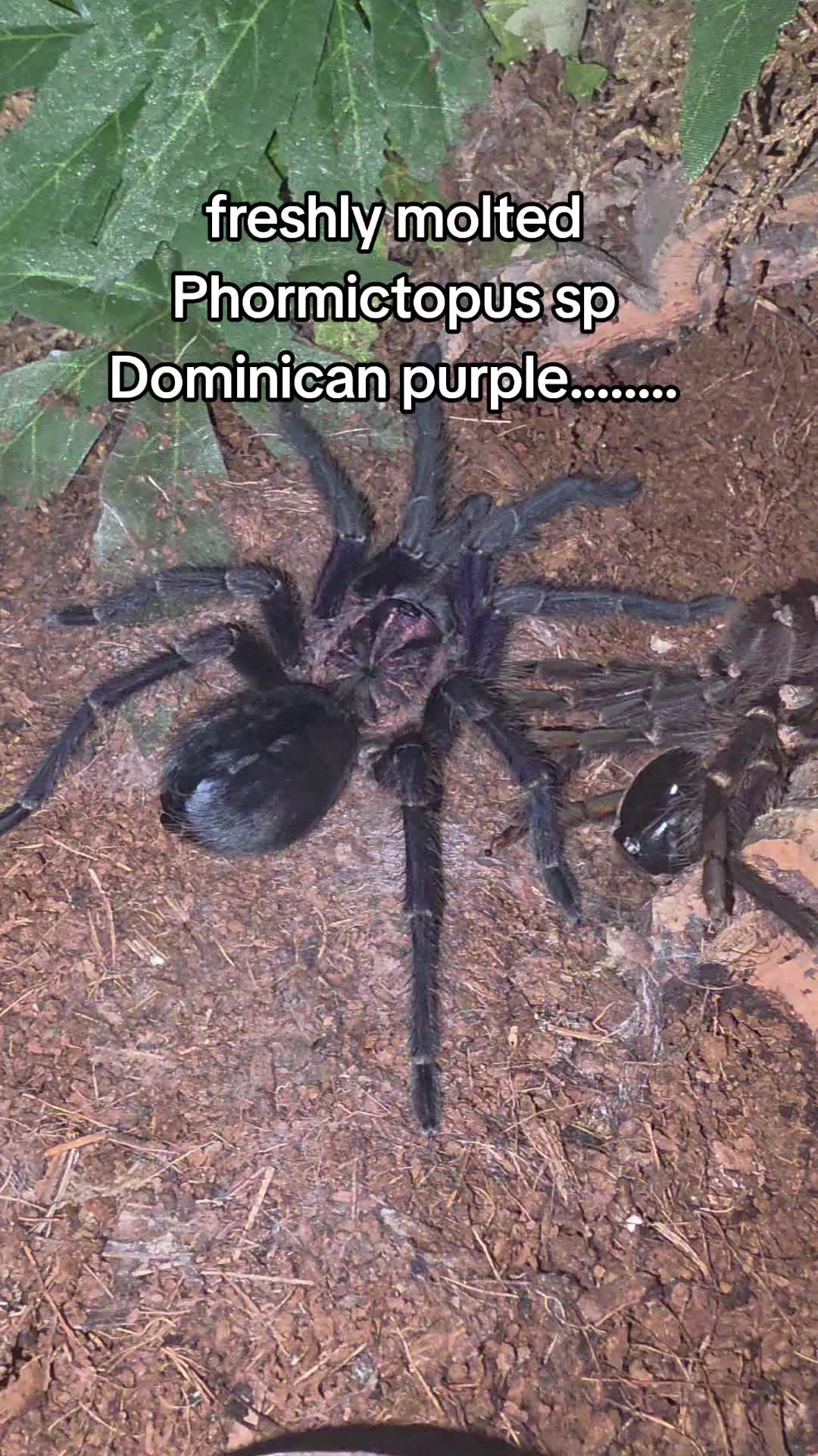 @robs BIG SPIDERS!!!
