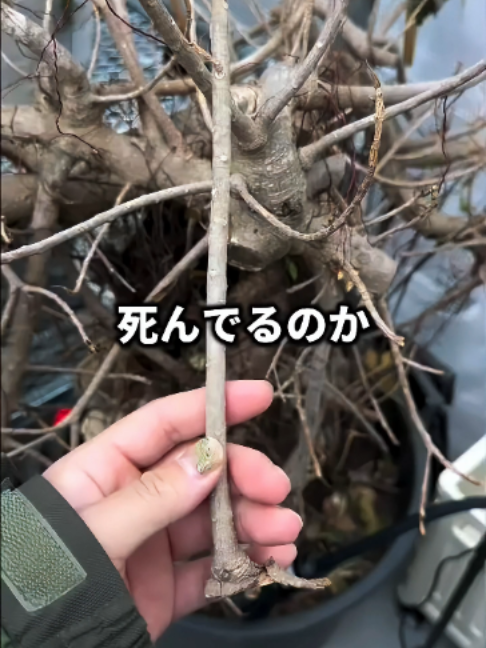 @KyotoTravelJP