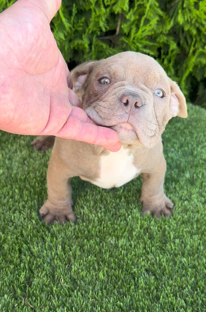@Mascotas ,cachorritos bonitos