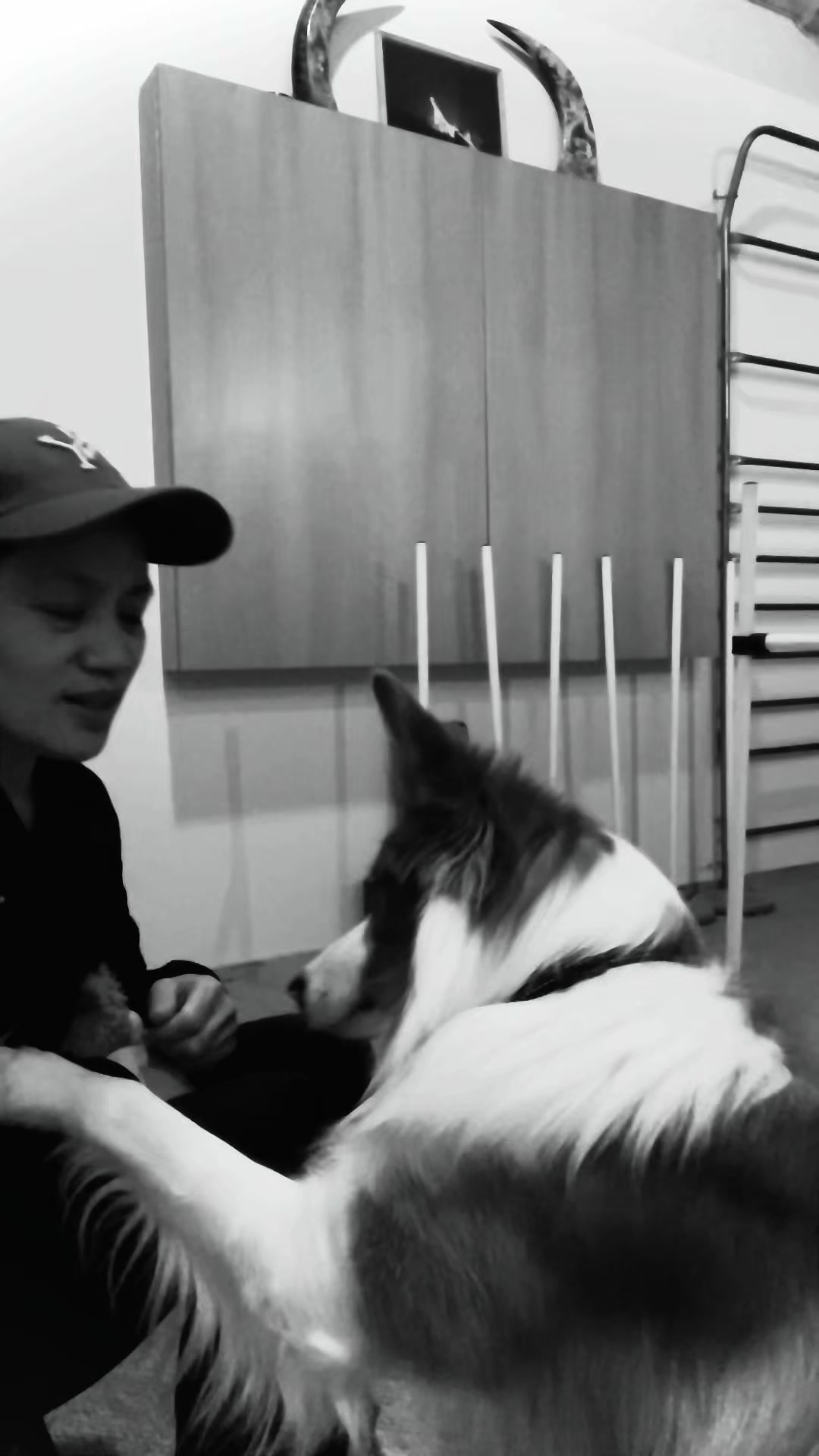 @Border Collie Bantay