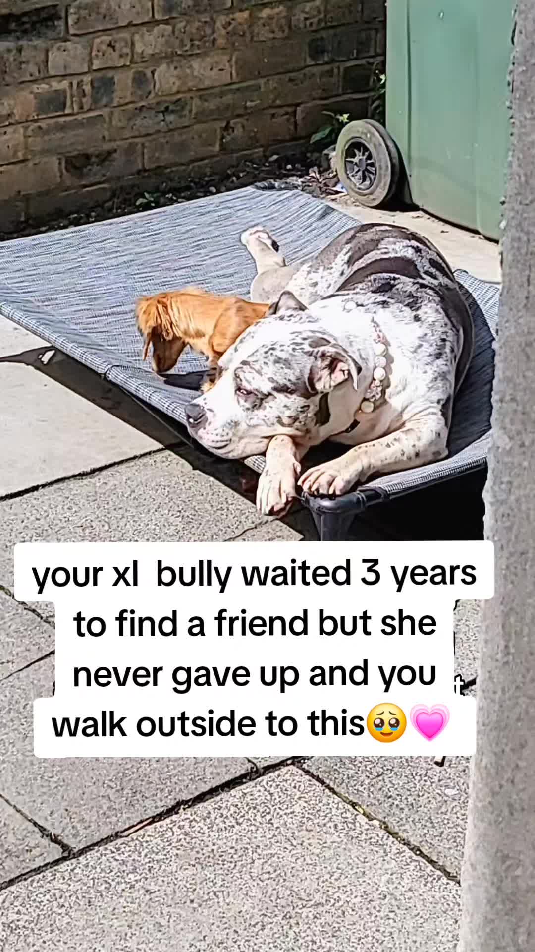 @kirsty+starlight the xl bully