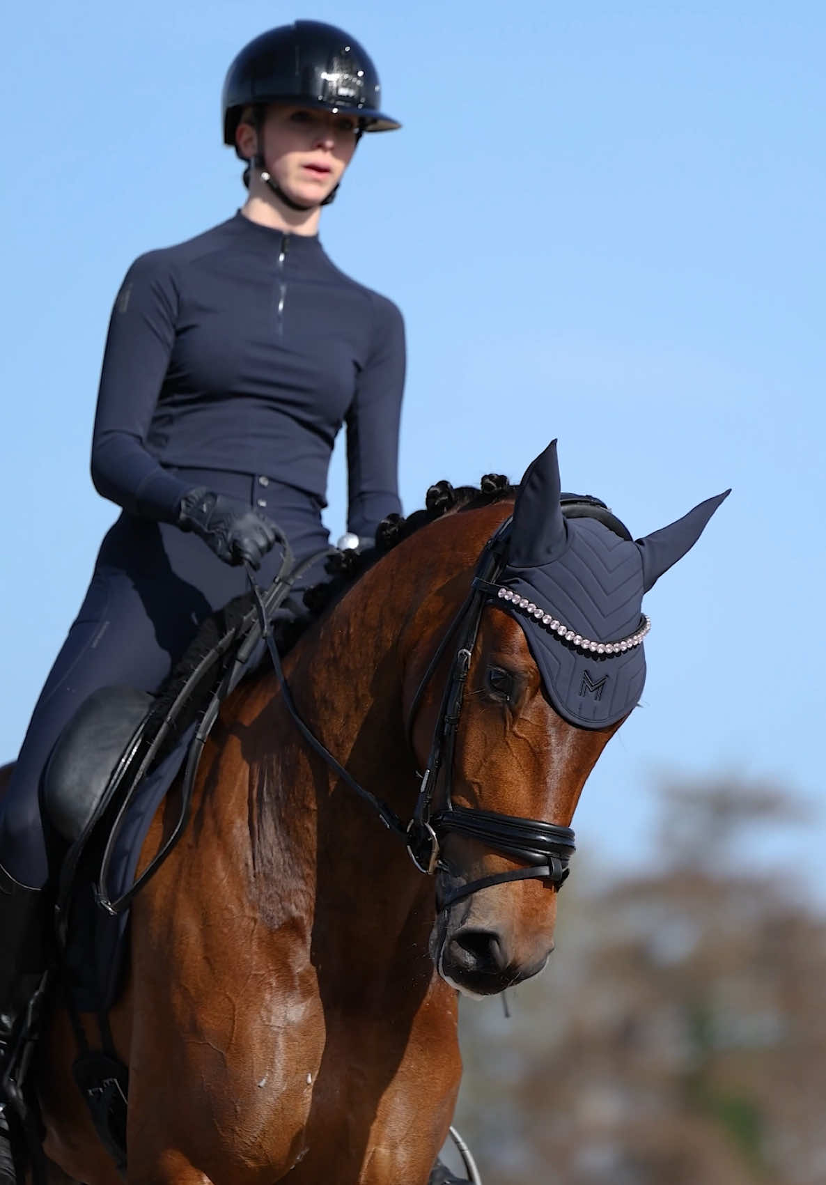 @Maximilian Equestrian
