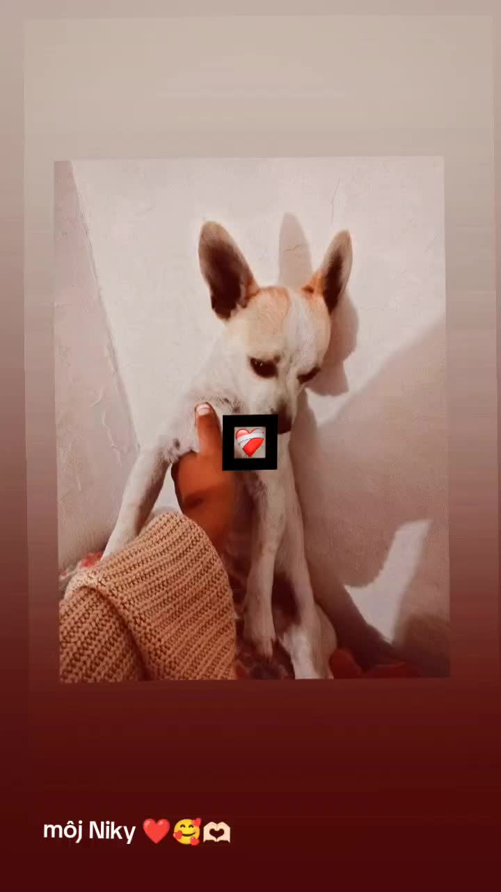 @Čonková***🫵👊