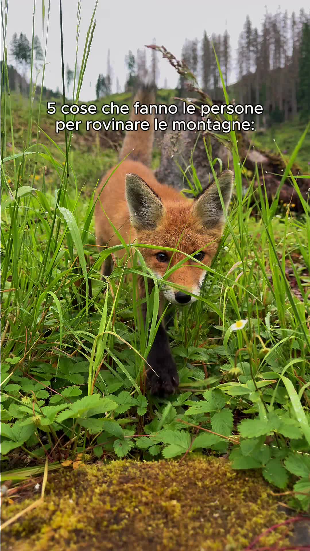 @Montagna Estate