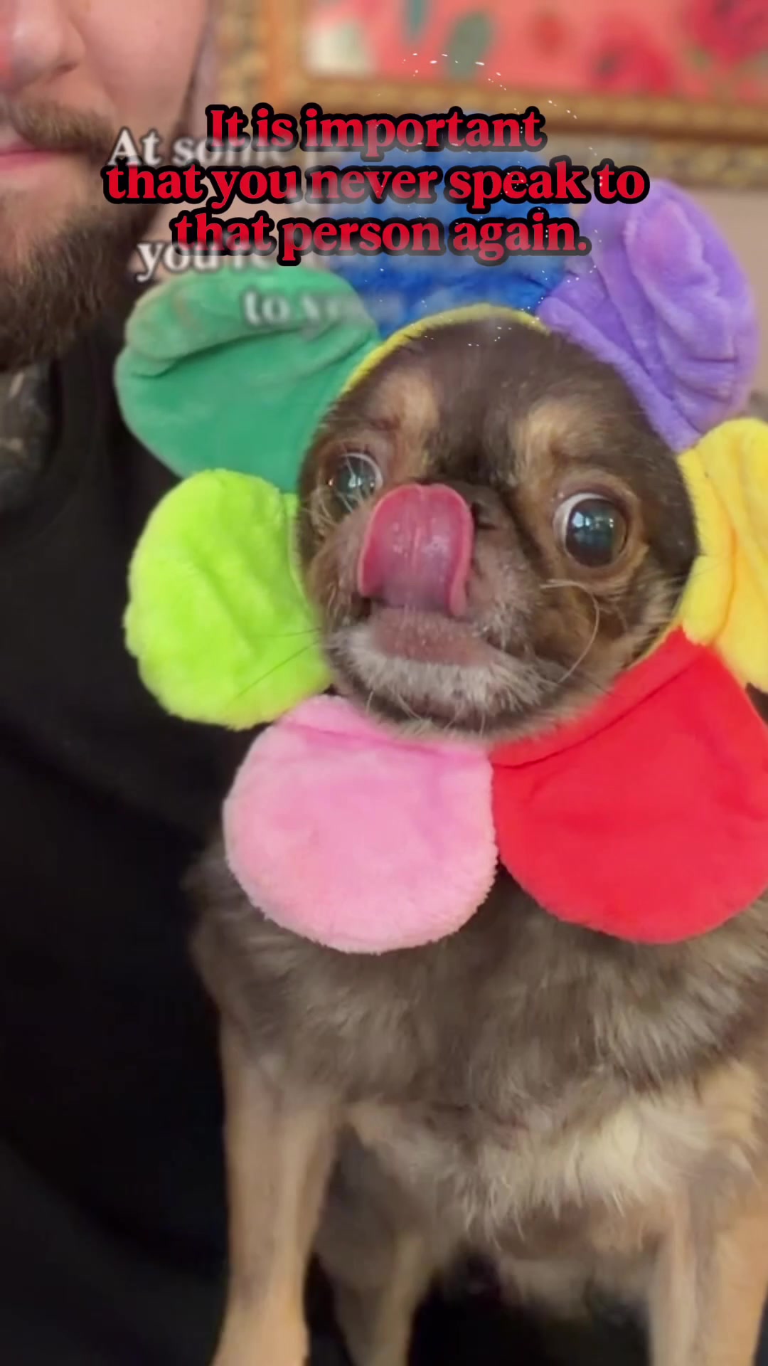@ChilliThePug