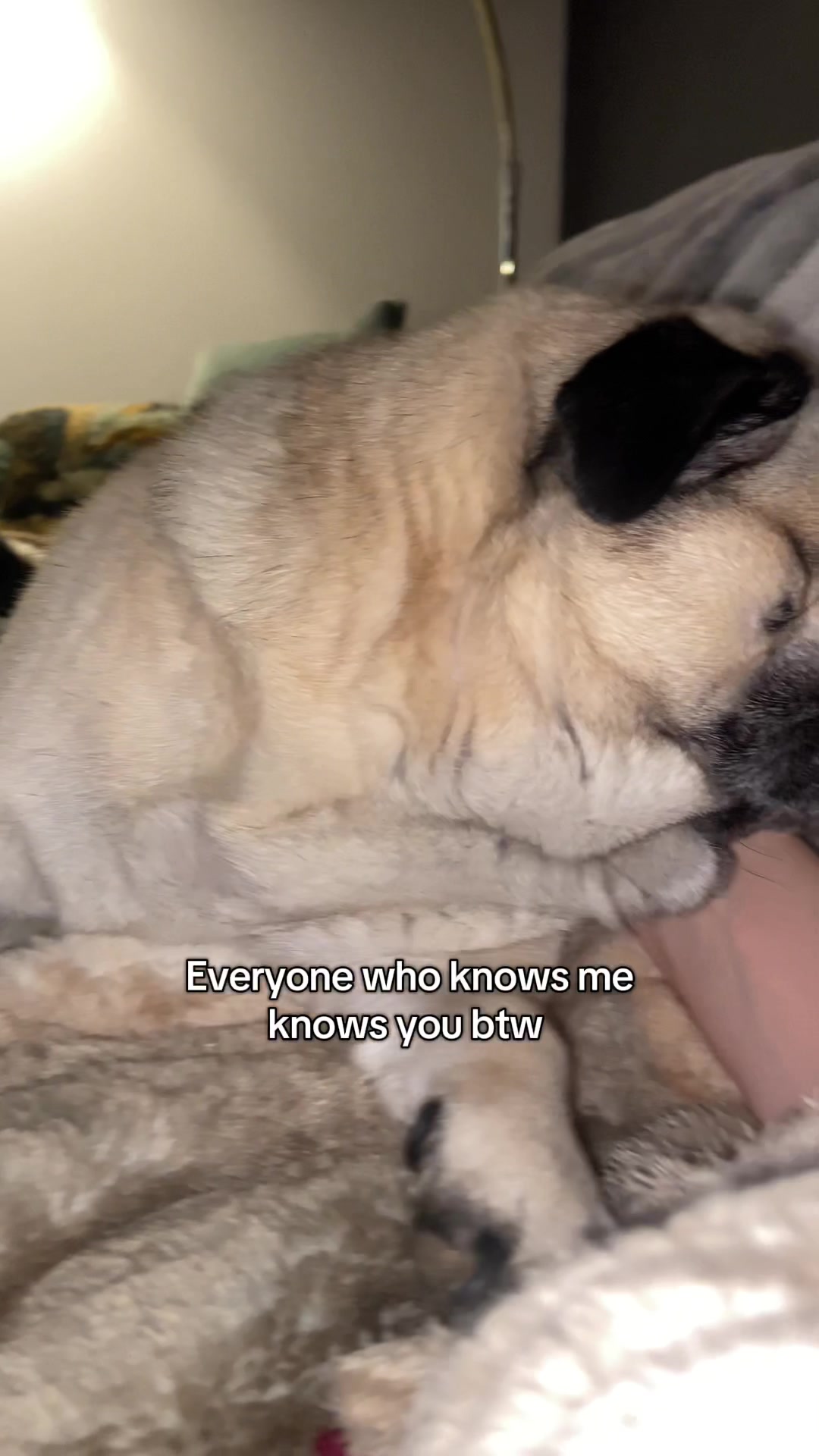 @Wee Winston The Pug