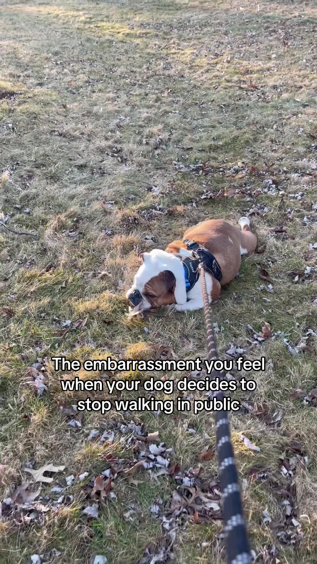 @Stubby The Bulldog