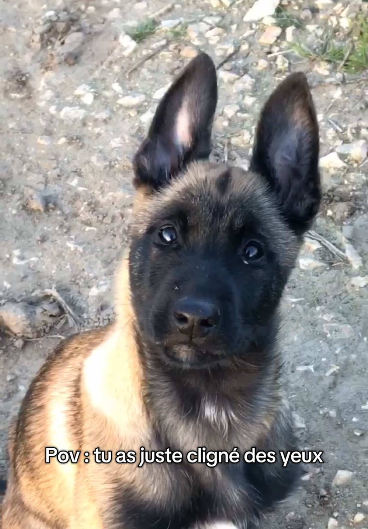 @Otha Malinois