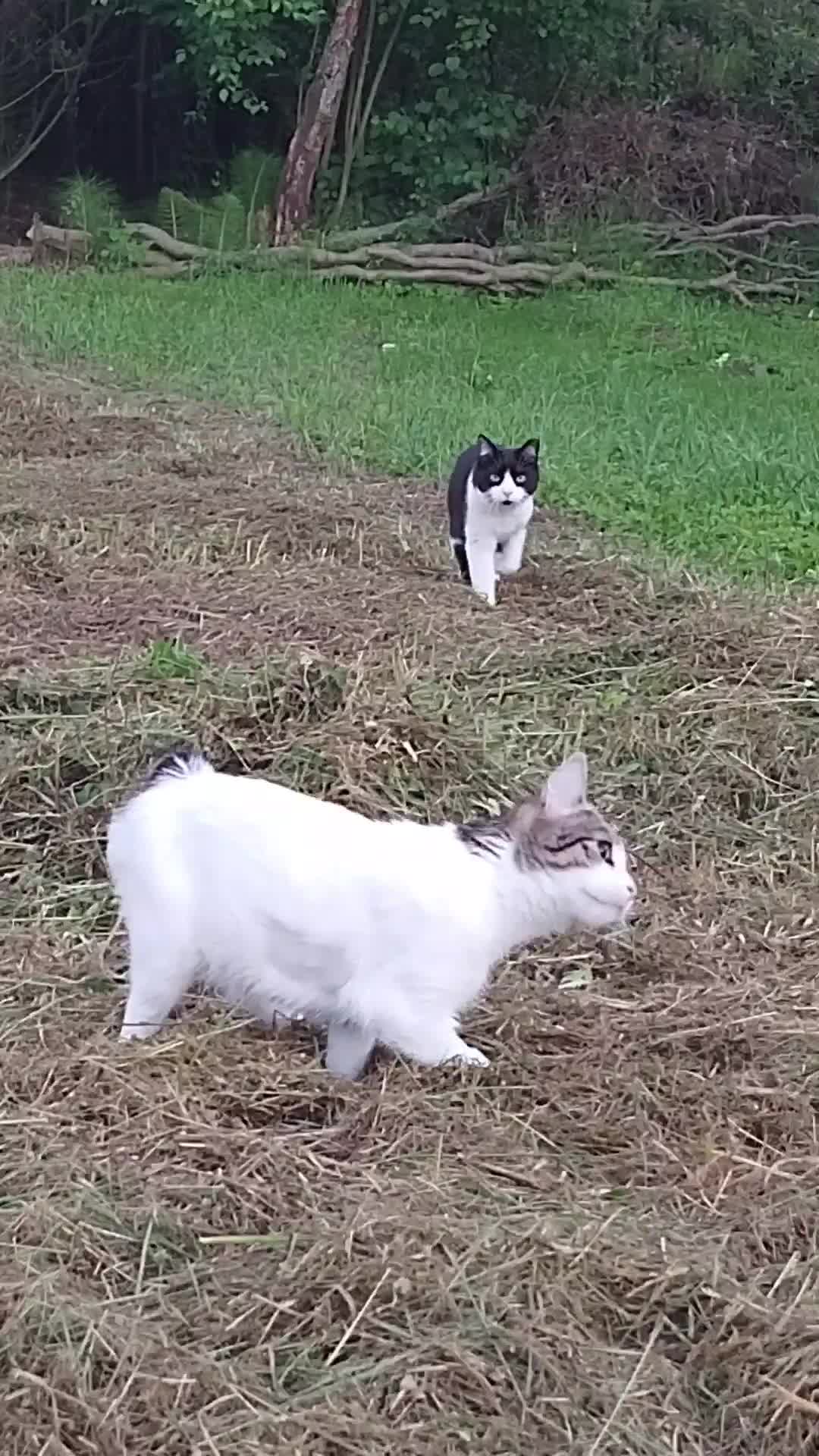 @MicroCat🐈⬛Kaya🐈⬛🩷💎