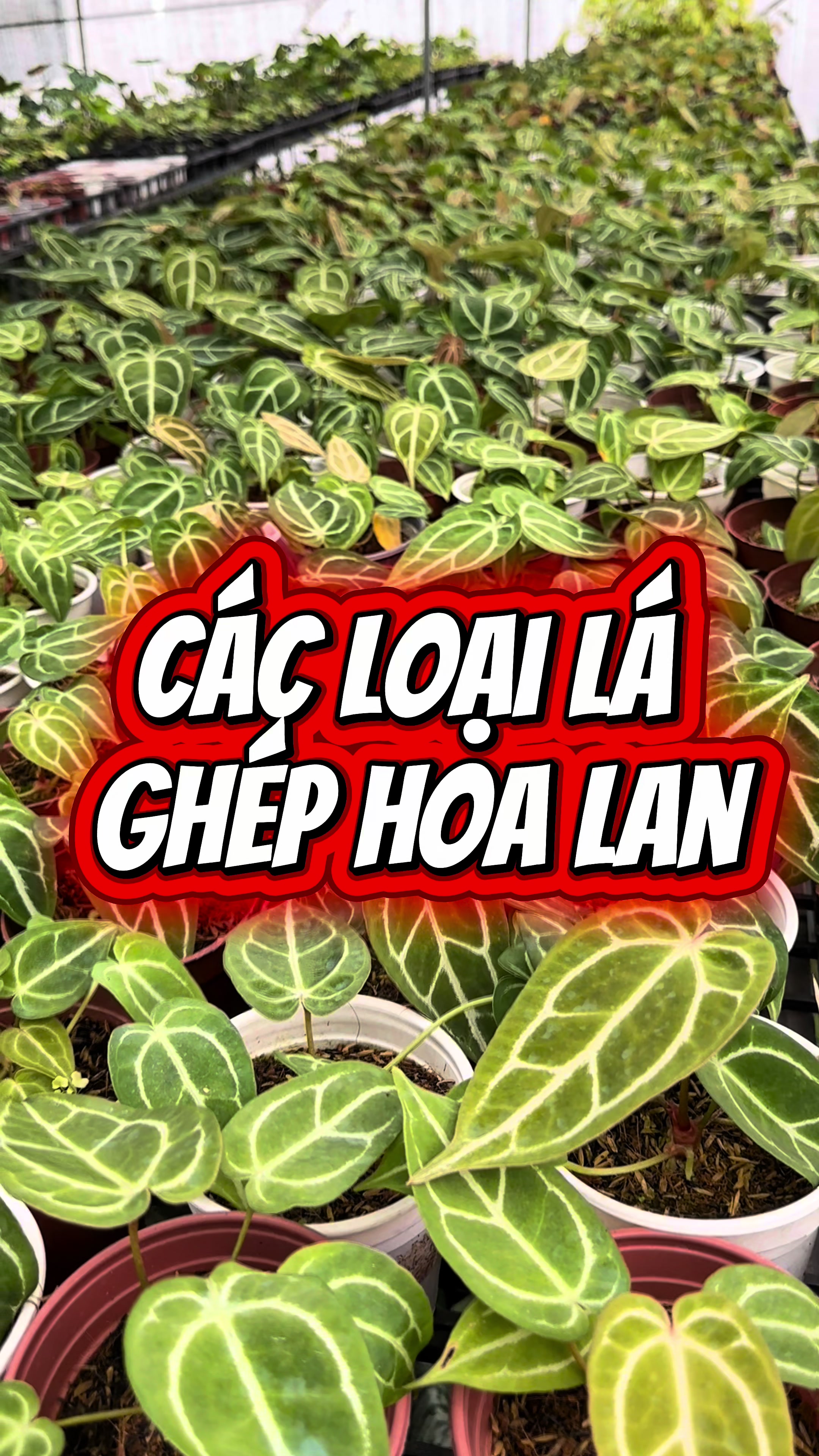 @Vườn Hồ H&acirc;n