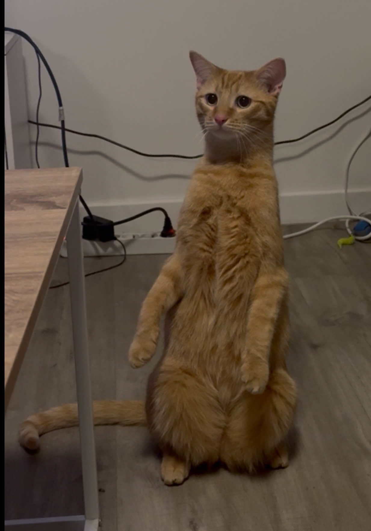 @Bartabé le chat