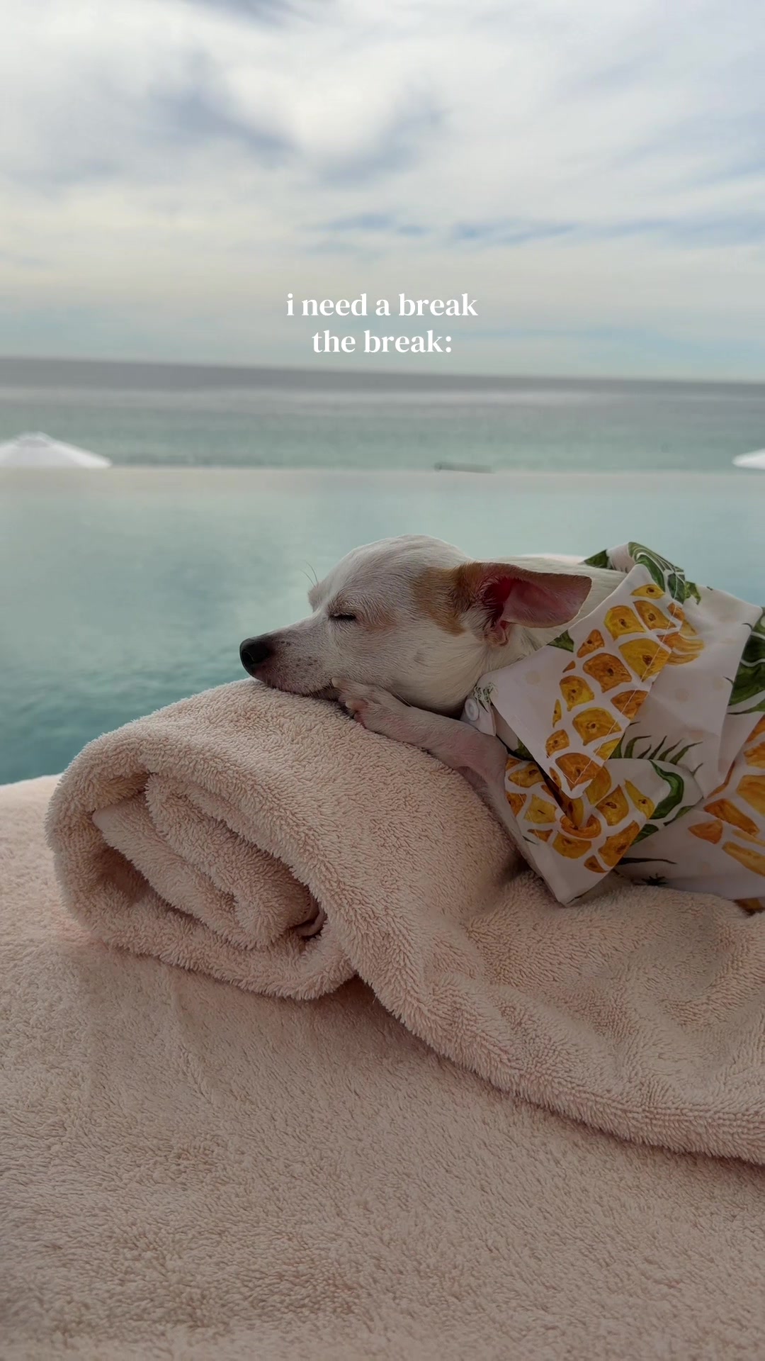 @Bao the Chihuahua