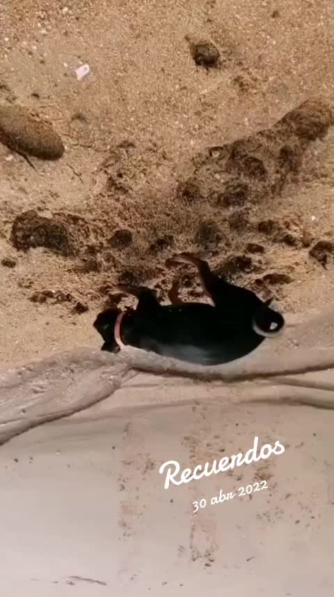 @Los quillitos