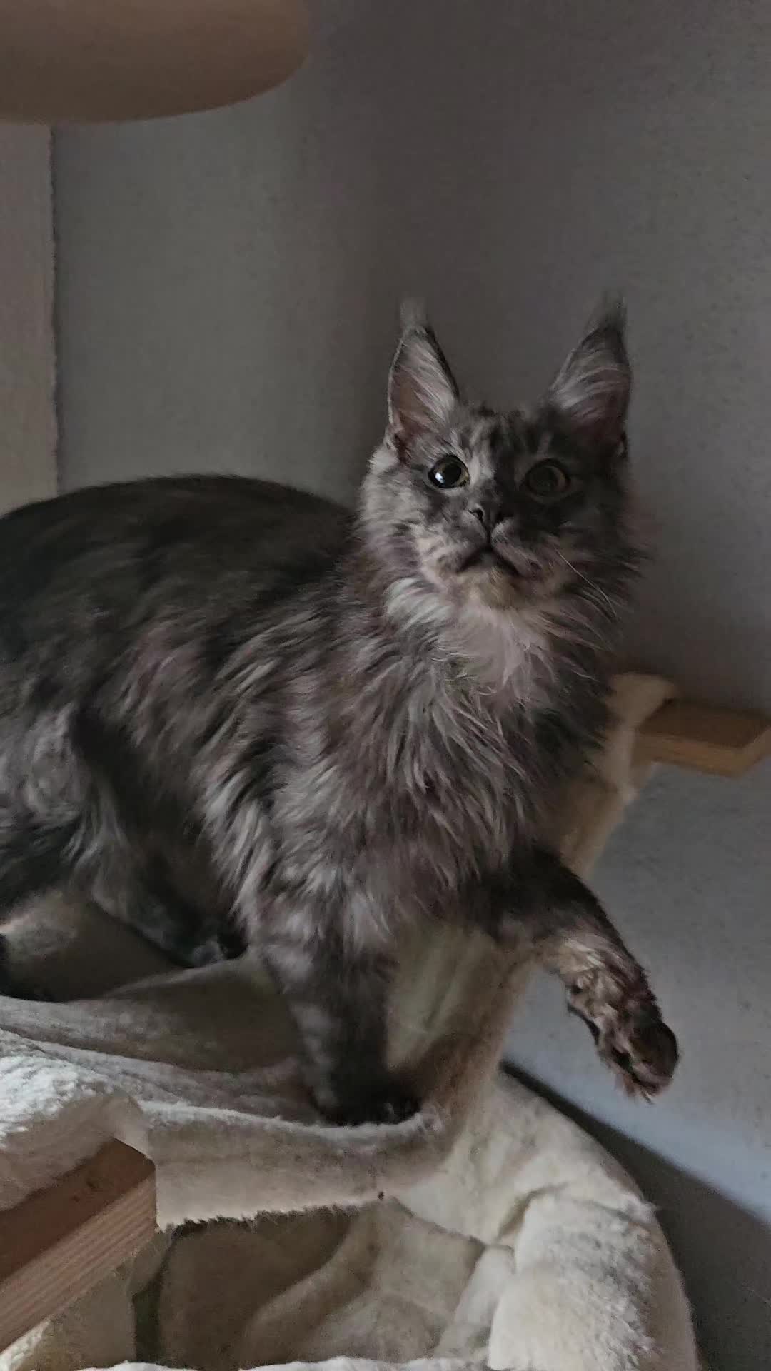 @Gentle Nature's Maine Coon