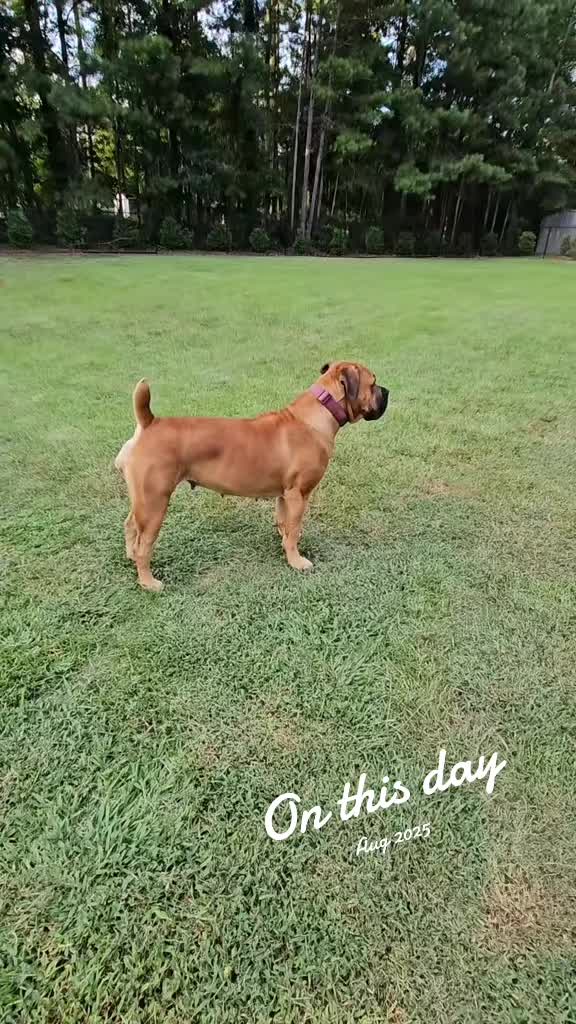 @Southern Shade Boerboels