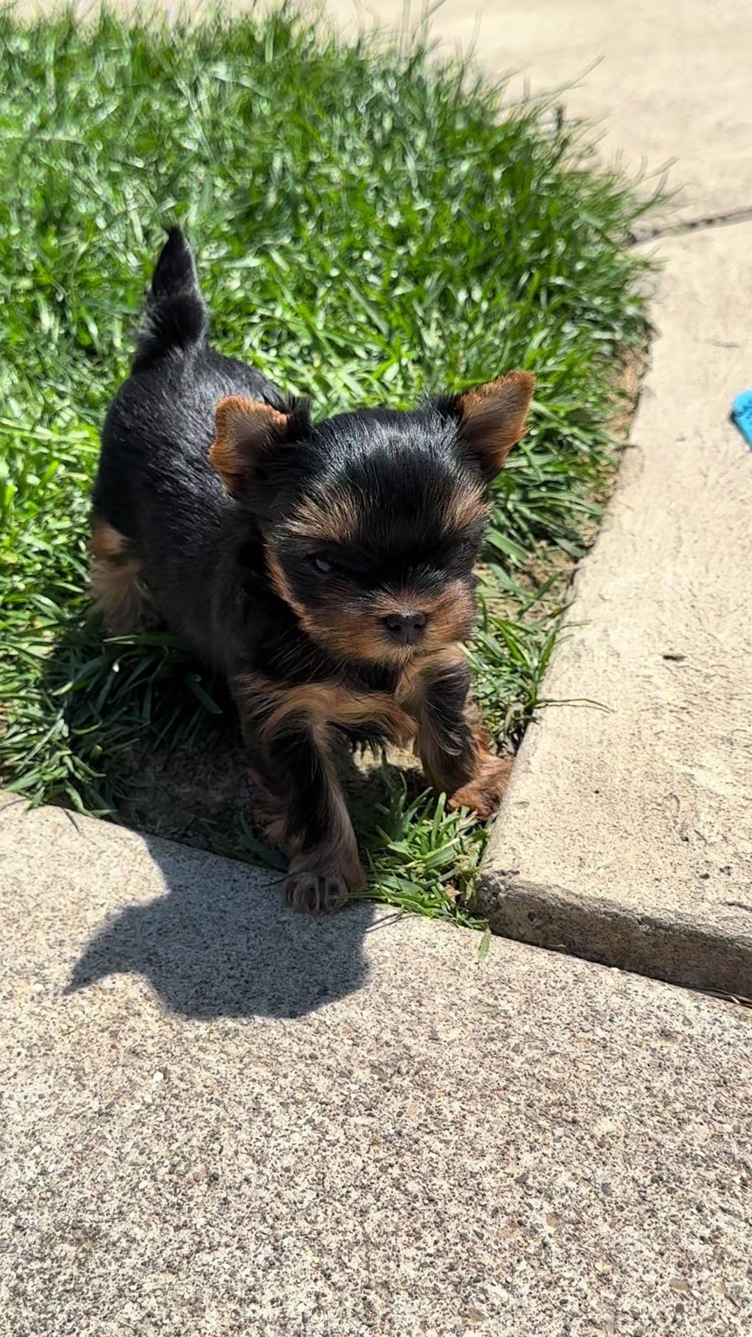 @Kimbrays Yorkies