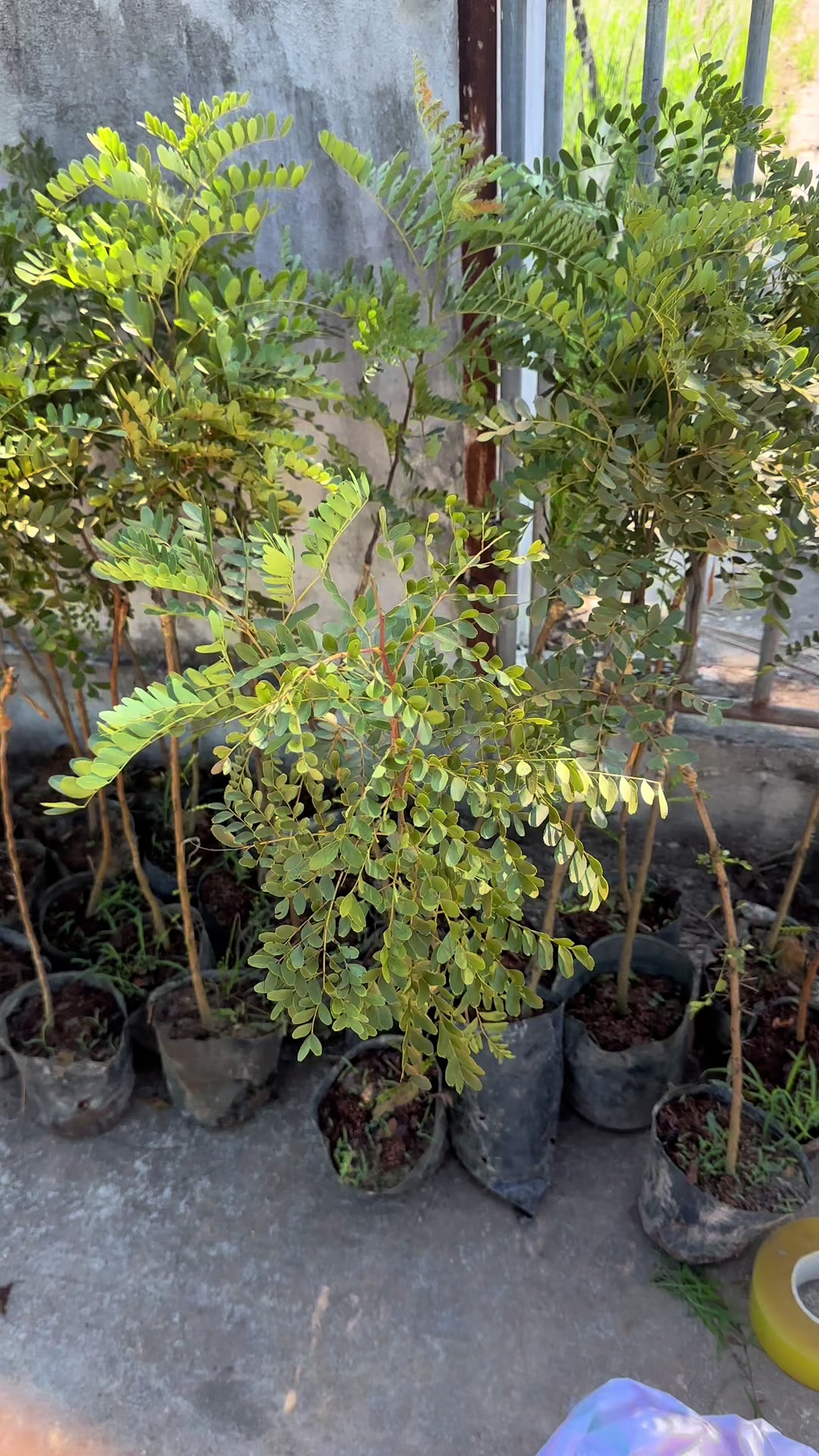 @Nhà Vườn Vũ Mai