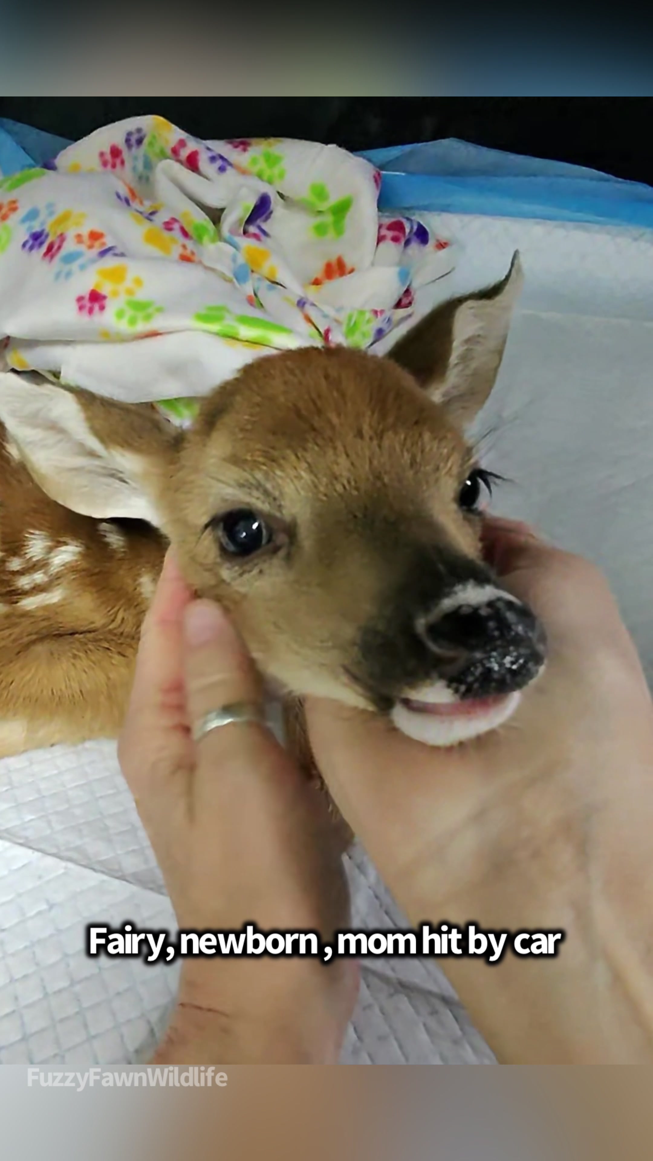 @Fuzzy Fawn Wildlife