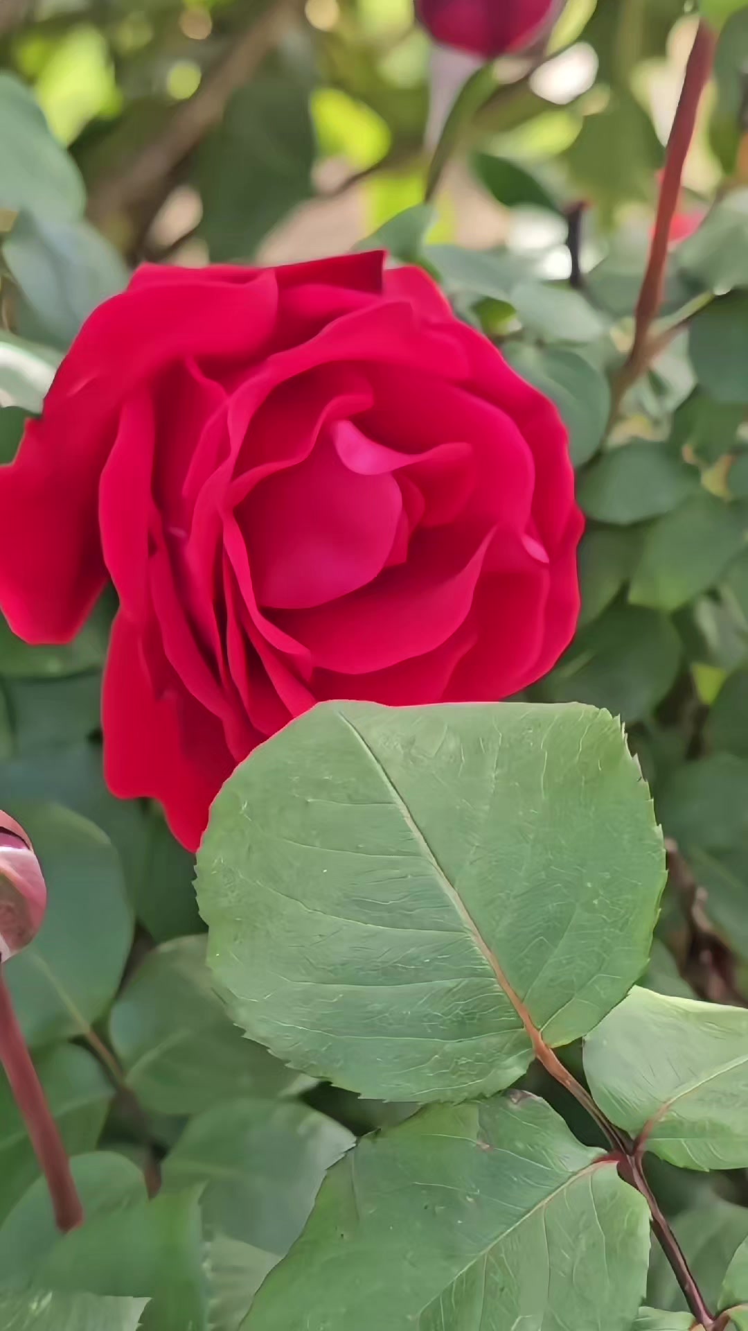 @𝑴𝑨𝑯𝑶𝑶𝑹𝑨 ᴮᴱᴬᵁᵀᵞ✦