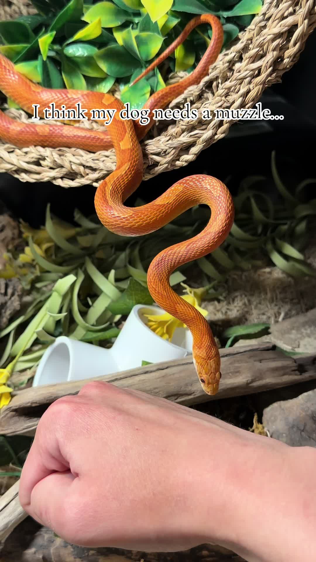 @🐍Rylee’s Reptiles🦎