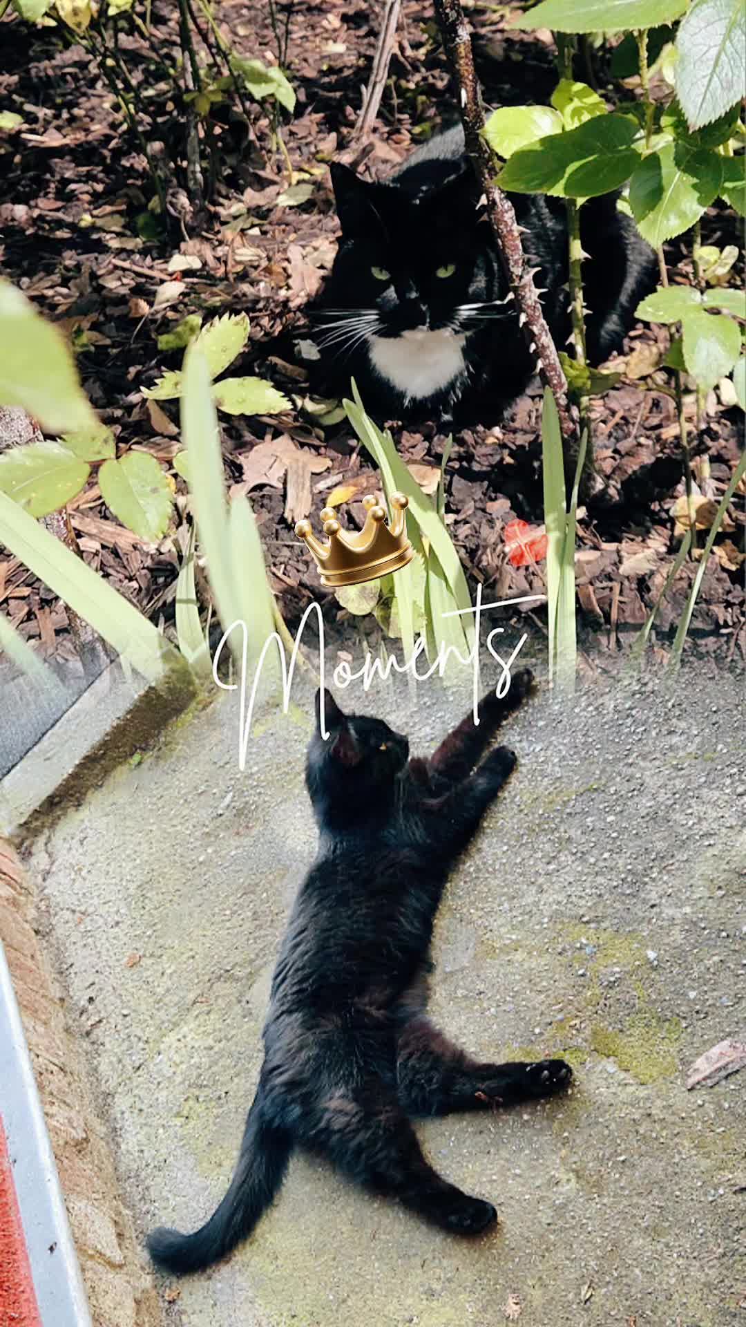 @👑😼Malia Die Königin😼👑