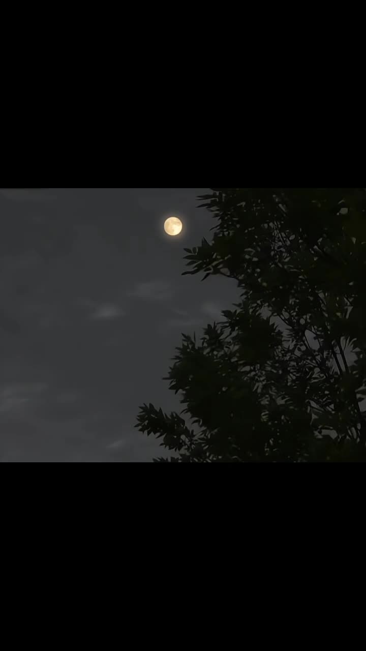 @𓆩♡𓆪