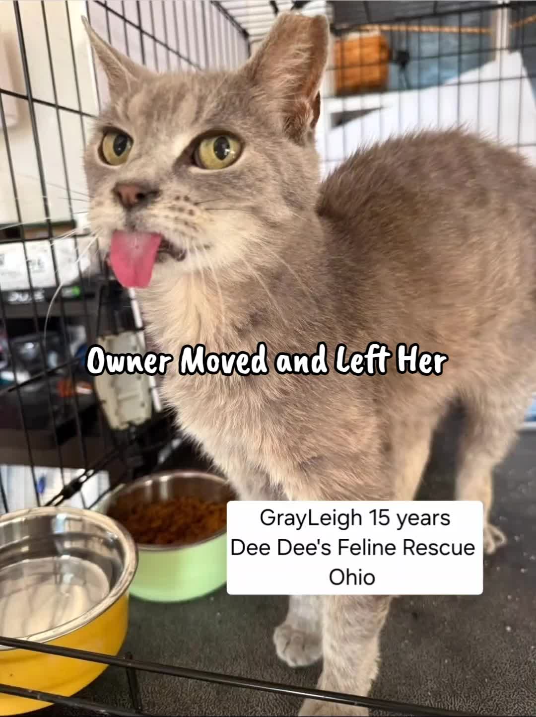 @No More Sad Kitties