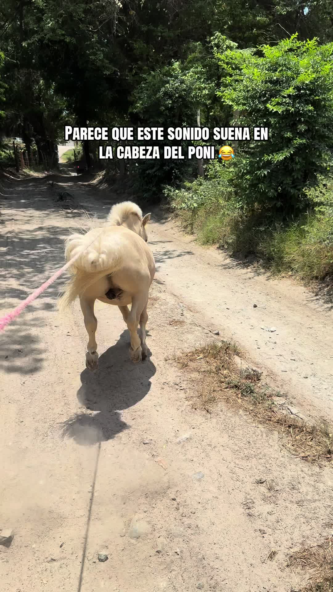 @reydelcaballo.gt