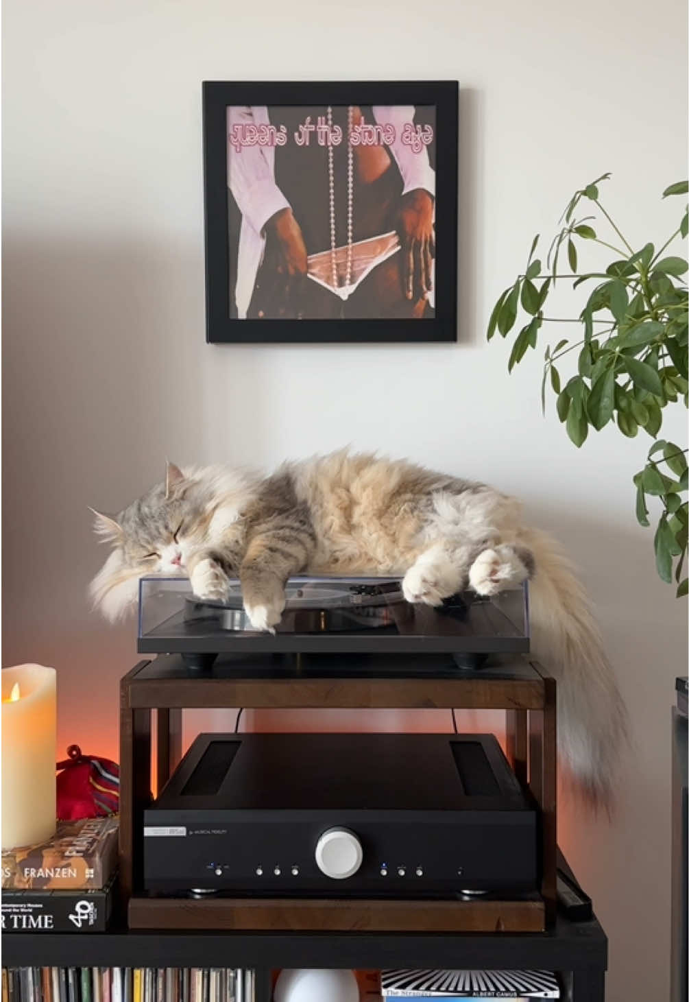 @Leon The Vinyl Cat