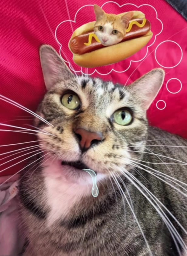 @The Fur Seasons Feline Rescue