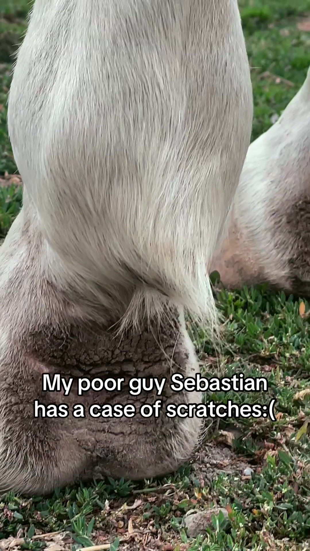 @Pony Girl