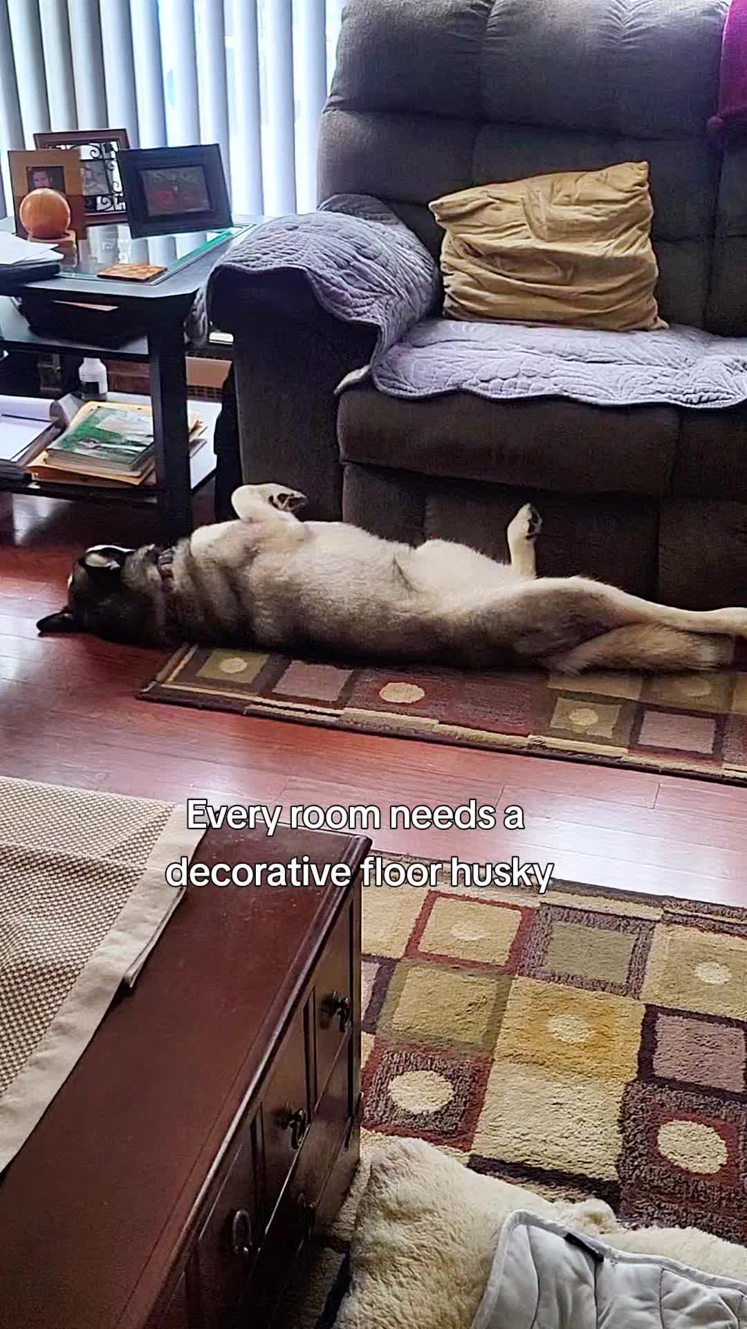 @the Hussey Husky