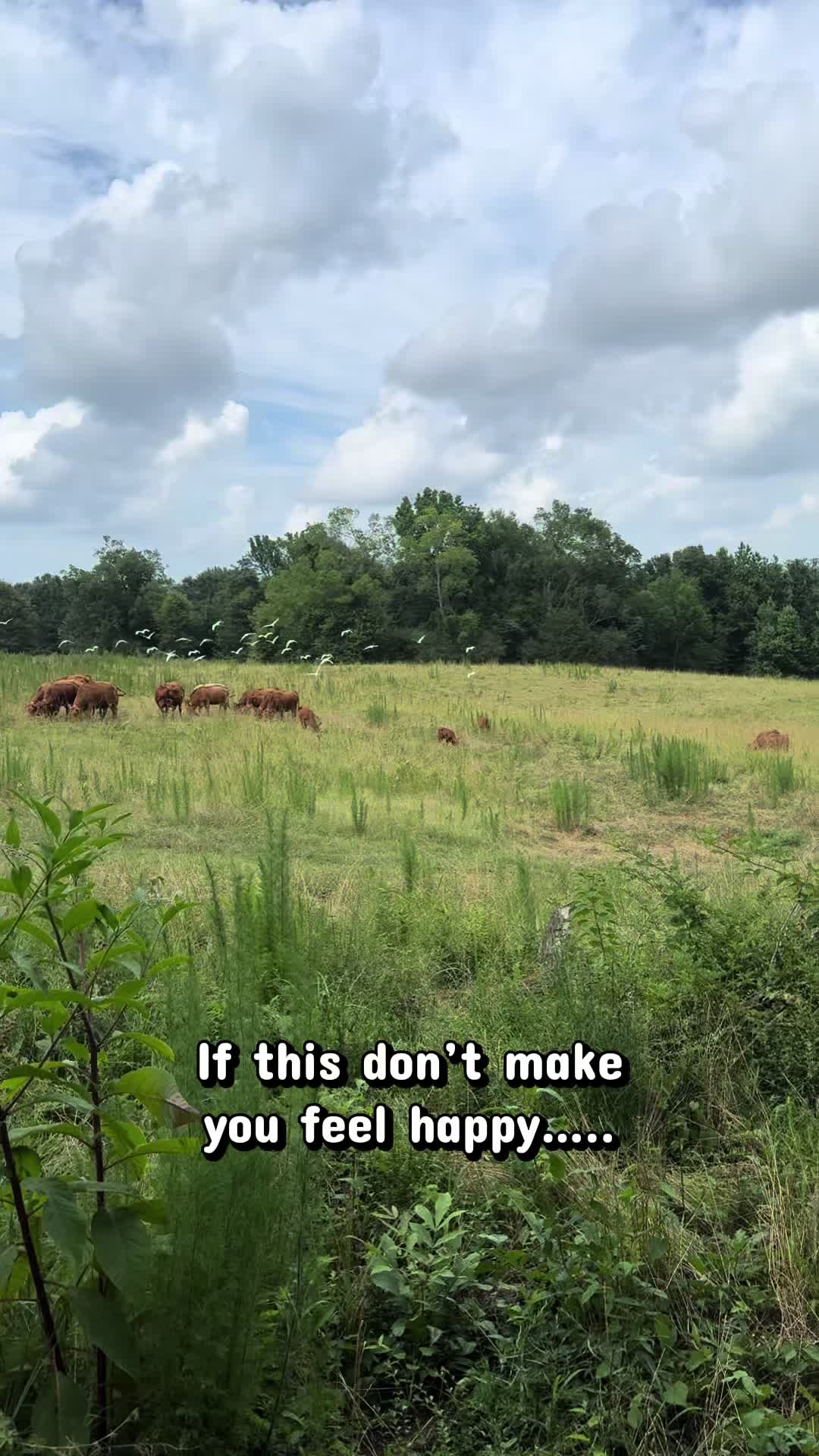@Flat Rock Cattle Co