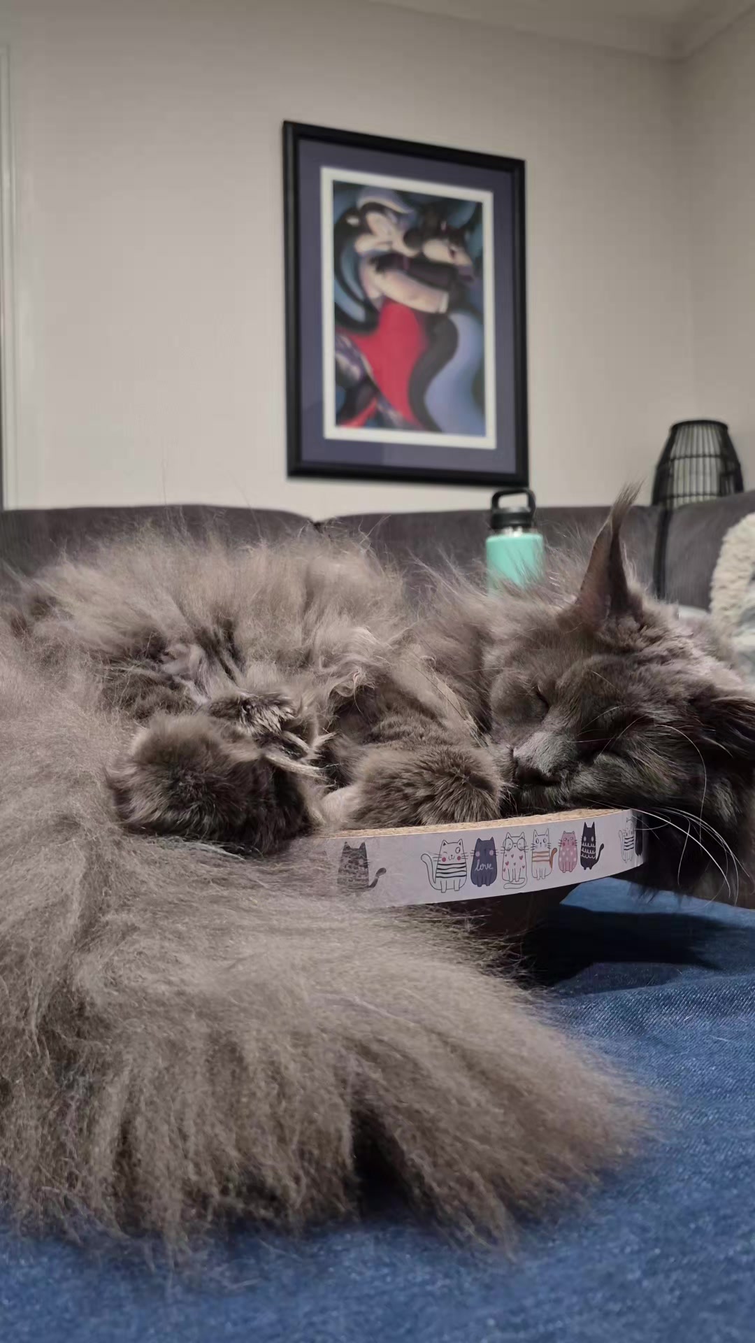 @Ragnar the Maine Coon 🐈